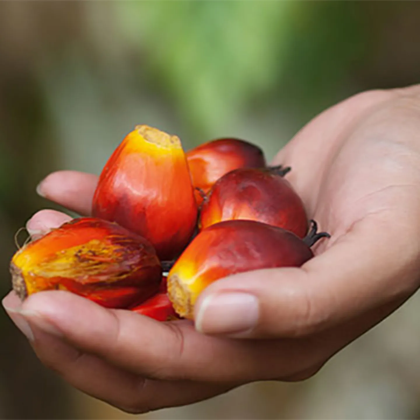 Kysymyksiä ja vastauksia vastuullisesta palmuöljystä -